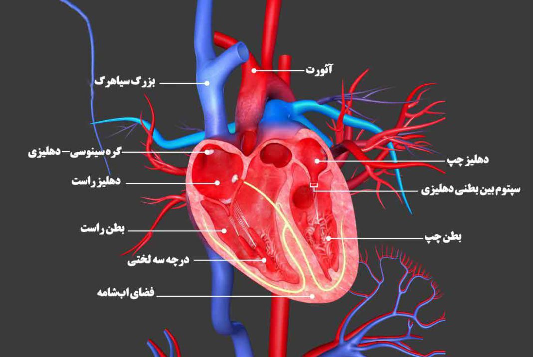 قلب انسان - پزشکی - گروه کادر درمان پرستاری و متخصصین طب لاین