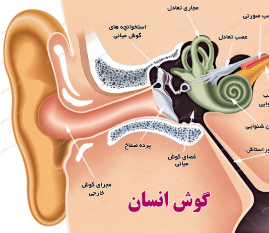 بیماری عفونت گوش - پرستاری - پزشکی - داروهای آنتی بیوتیک