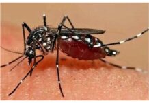 تب دنگی-پشه آئدس-Dengue fever