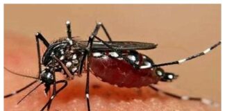 تب دنگی-پشه آئدس-Dengue fever