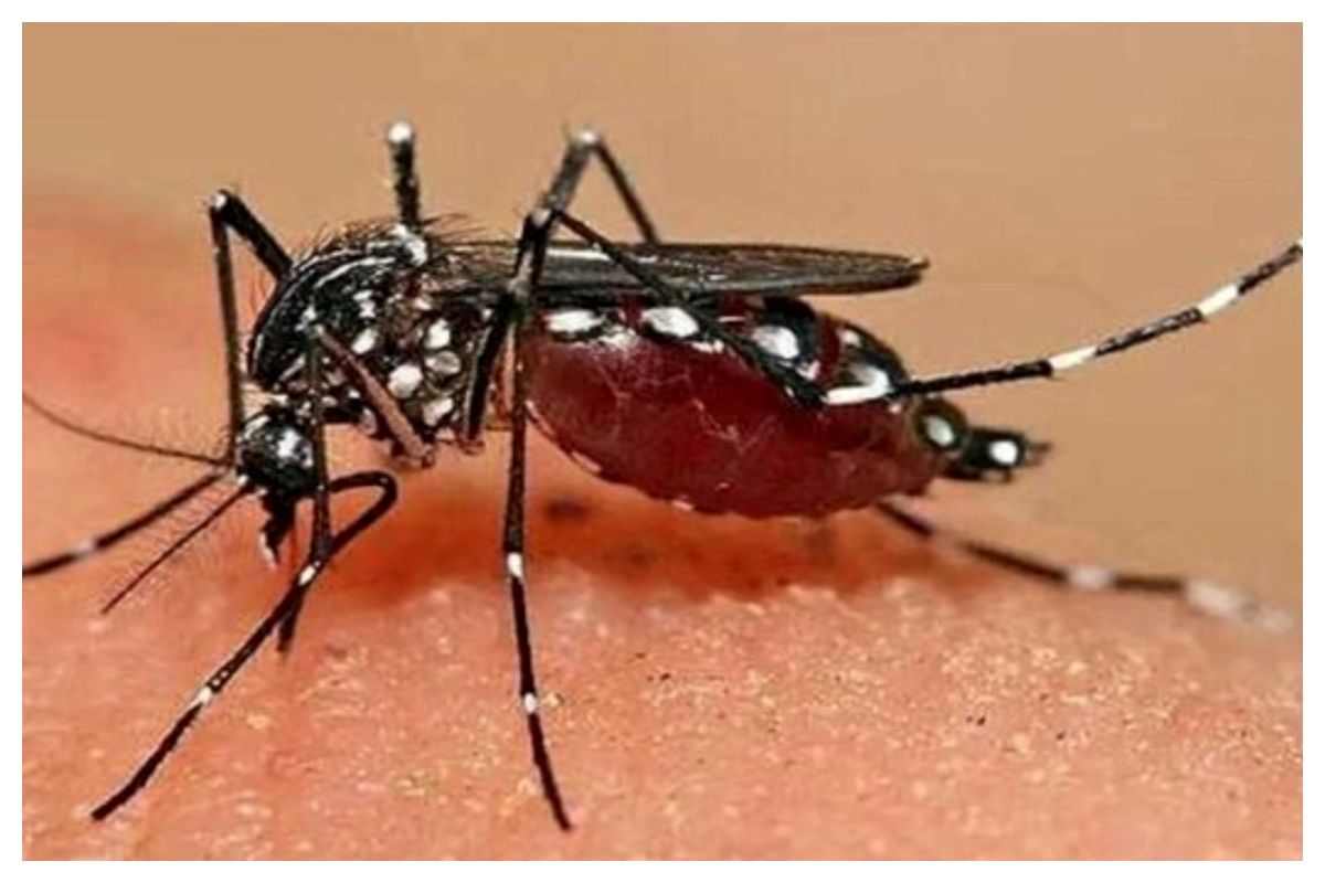 تب دنگی - Dengue fever | طب لاین 24 تب دنگی-پشه آئدس